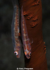 pair of whip gobies by Rory Ferguson 